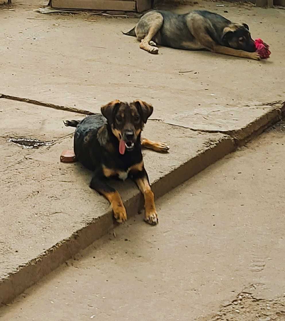 Donez catei pentru iubitori de animale!