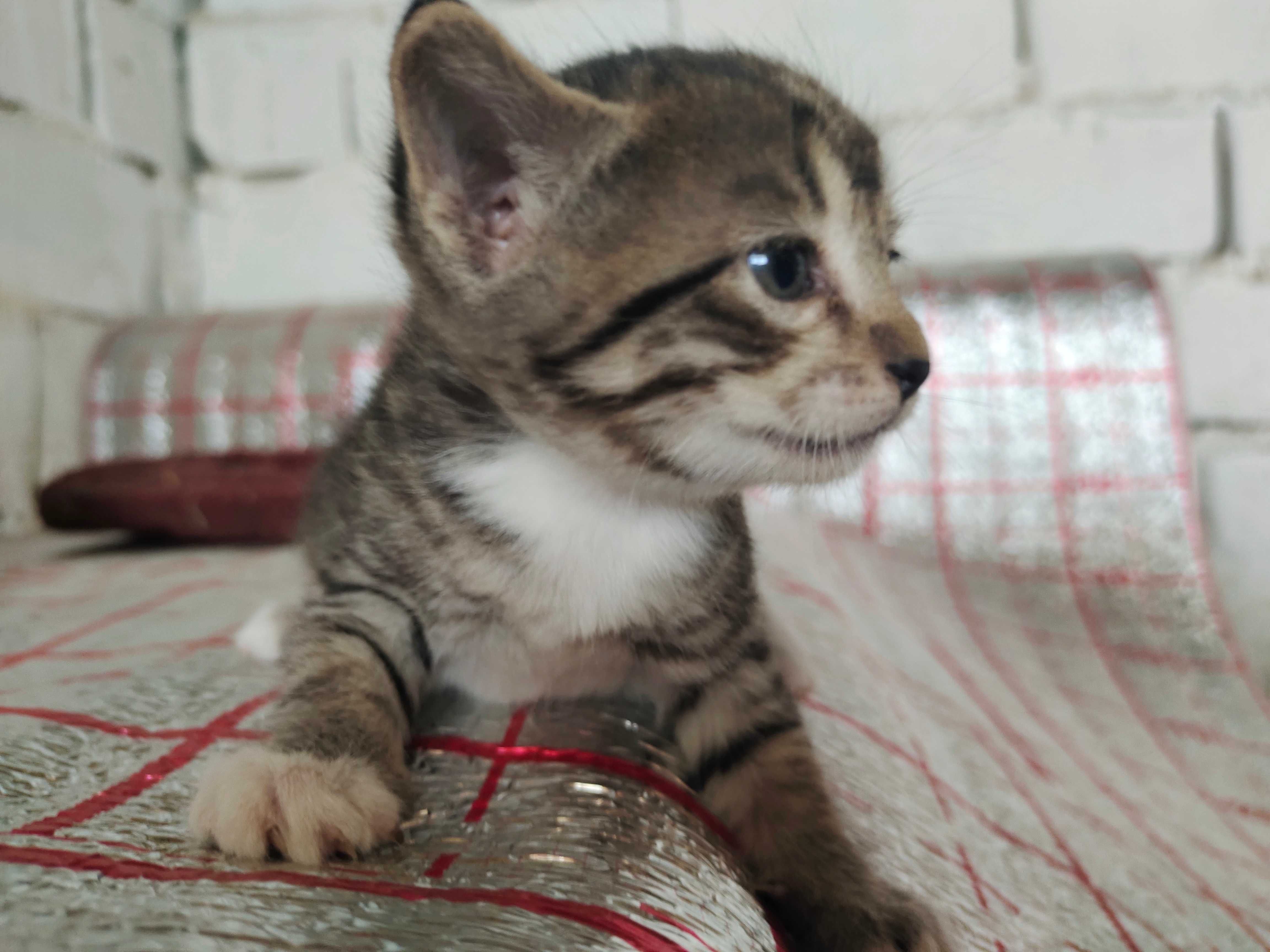 Котята в хорошие руки