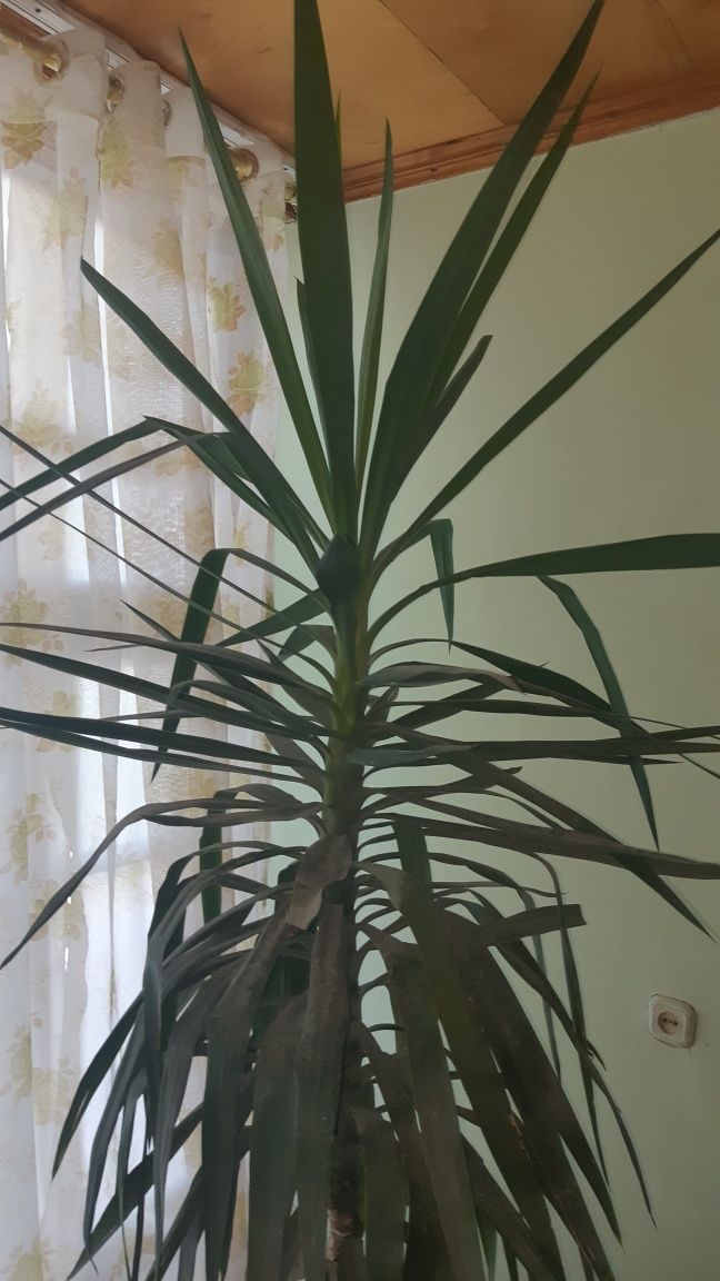 Пальма многолетняя 2 м