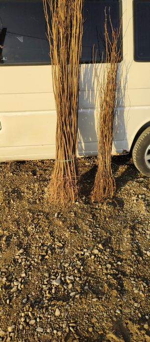 Puieți salcâm frasin fag carpen ulm plop mesteacăn brad molid Tei arin