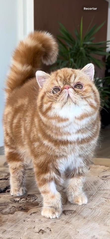 EXOTIC Shorthair Superb pedigree CFA