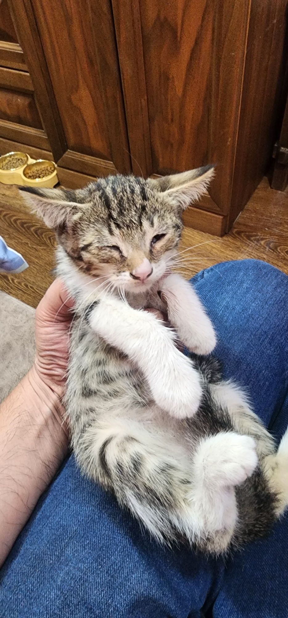 Котята отдам даром