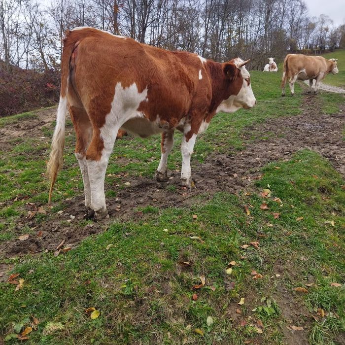 Vând juninca bălțată