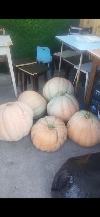 Продам тыкву,жёлтая большая