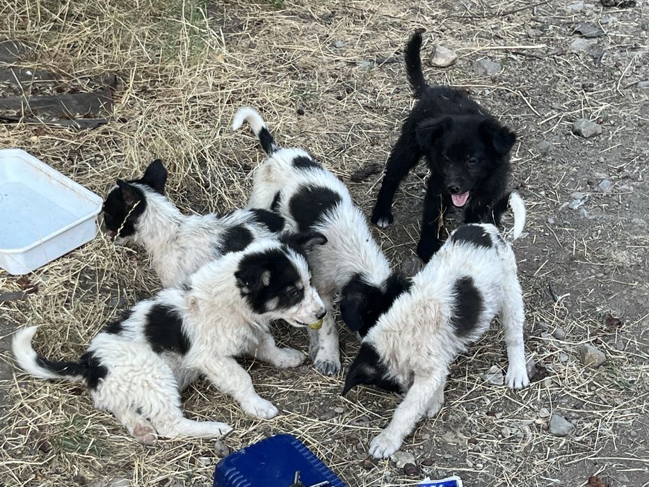 Бебенца на 45 дни, търсят груживни стопани