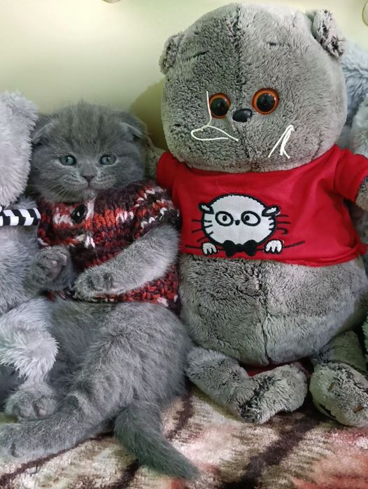 Продается котенок девочка скоттиш фолд!