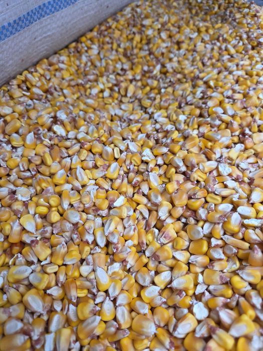 Porumb la saci rafie 1.1 lei/kg