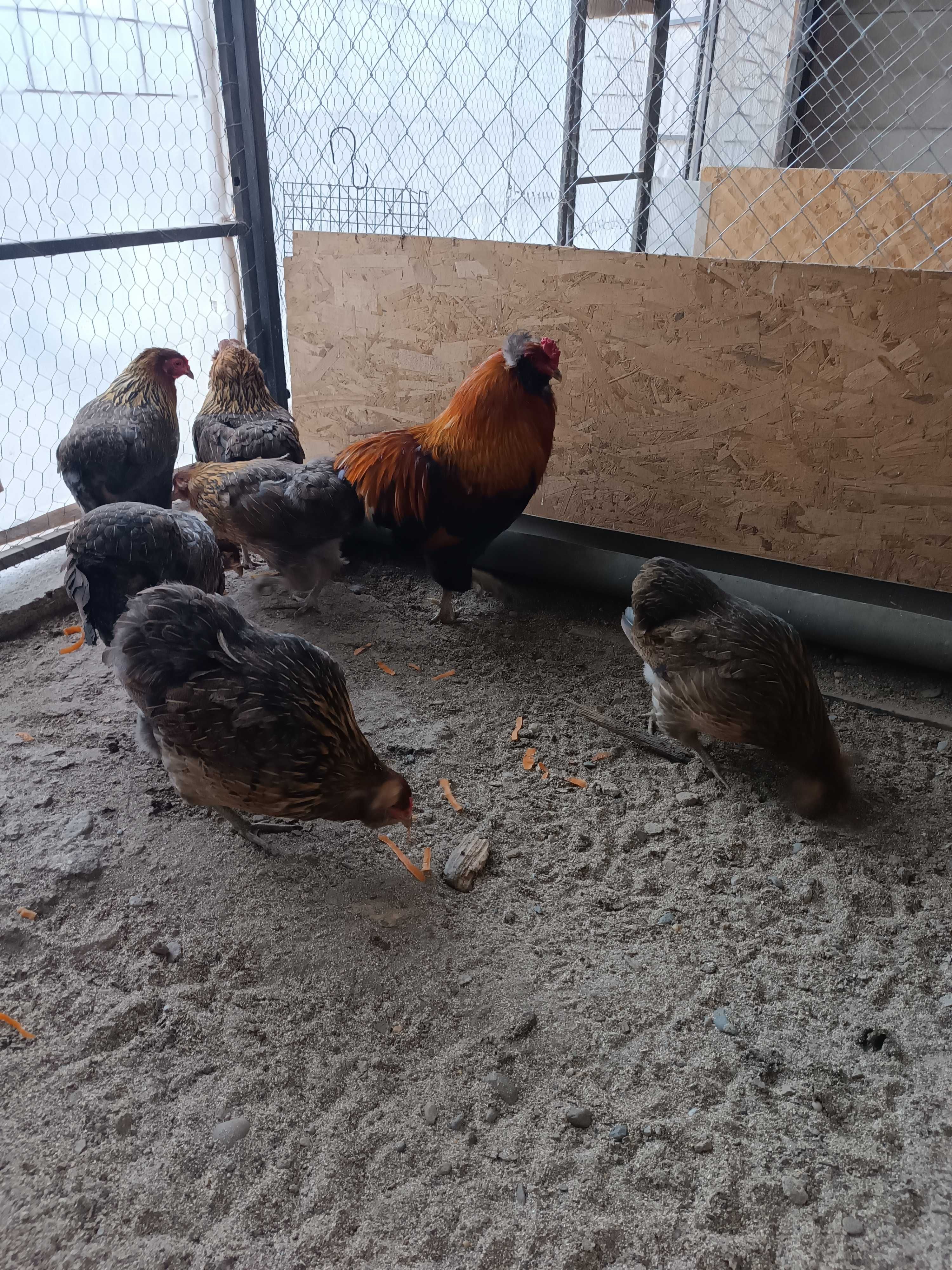 Oua  incubat araucana gat  auriu