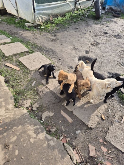 Donez cățeluși talie mica