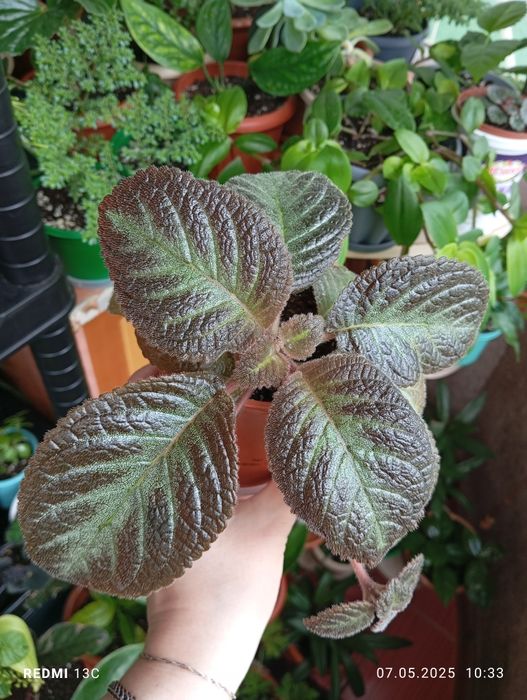 Продам комнатные растения