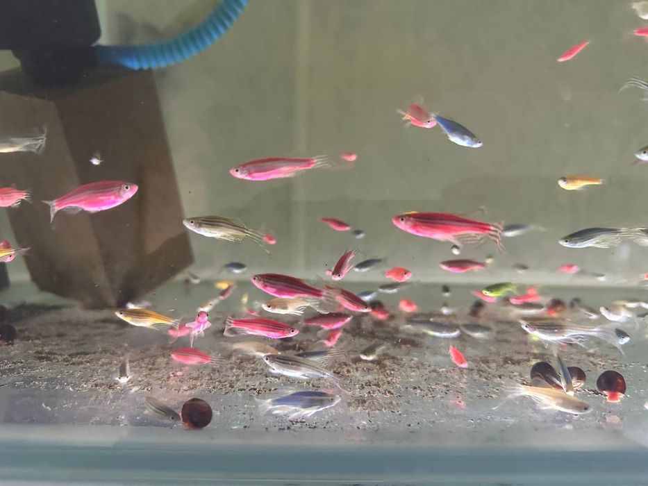 Ассалому алайкум хаммага данйо баликлар бор.