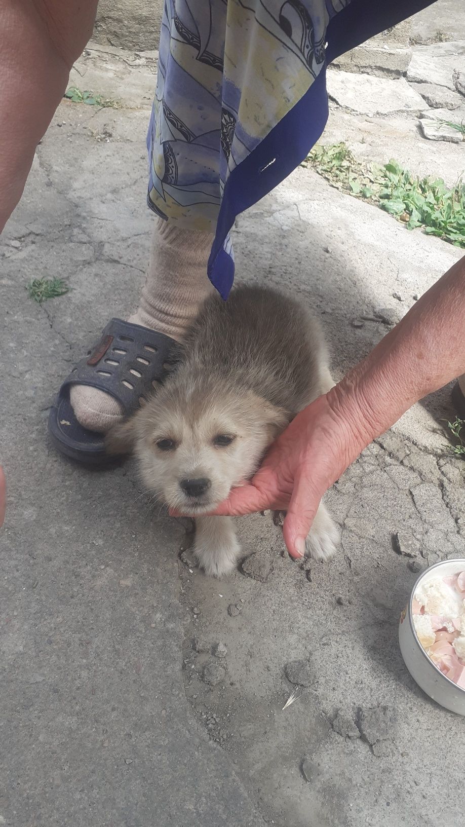 Собачка девочка два месяца