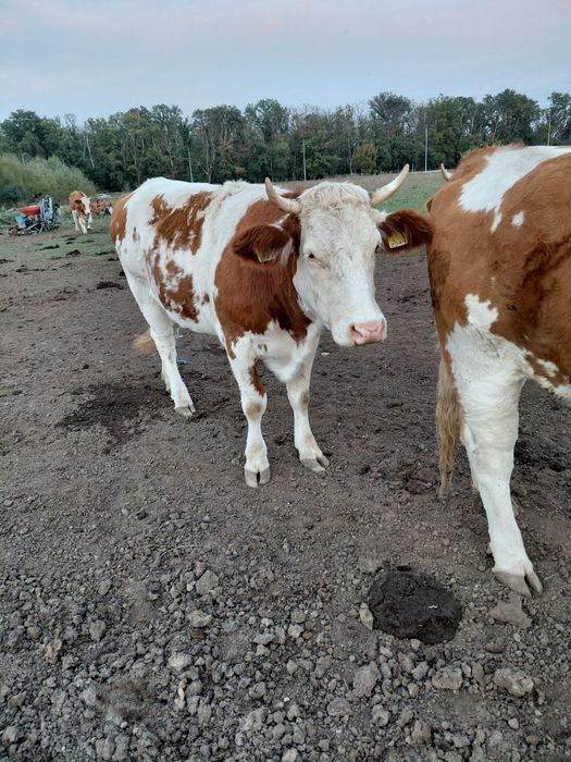 Juninci baltata romaneasca gestante vaci baltata romaneasca gestante