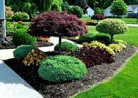 Plante ornamentale, tuia, copaci, brazi, magnolia, tei mesteacan.