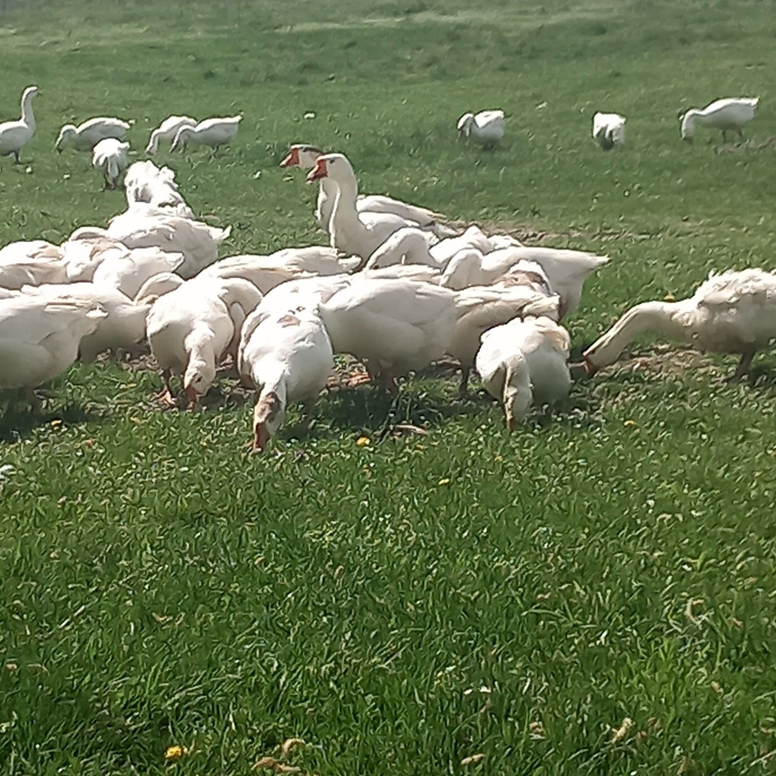 Gâşte şi gâscani leşeşti