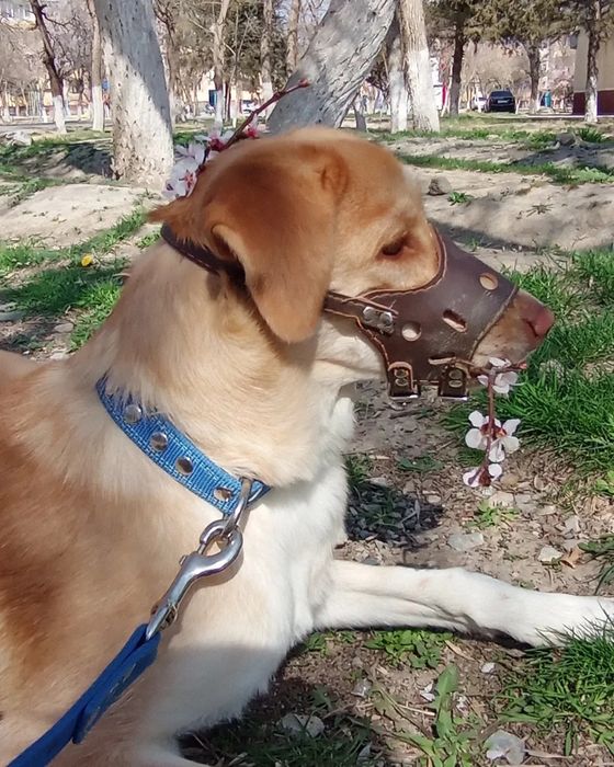Отдам собаку в хорошие руки