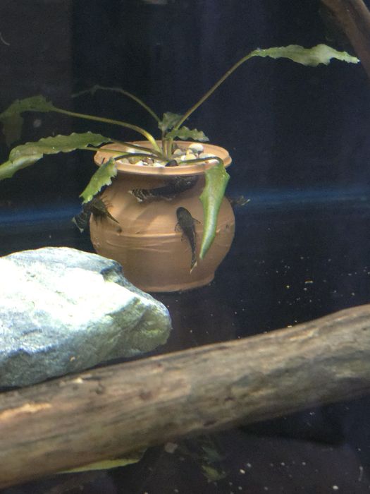 Анциструс сомики