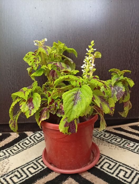 Колеус комнатное растение