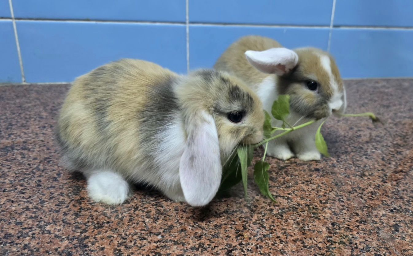 Вислоухие карликовые кролик