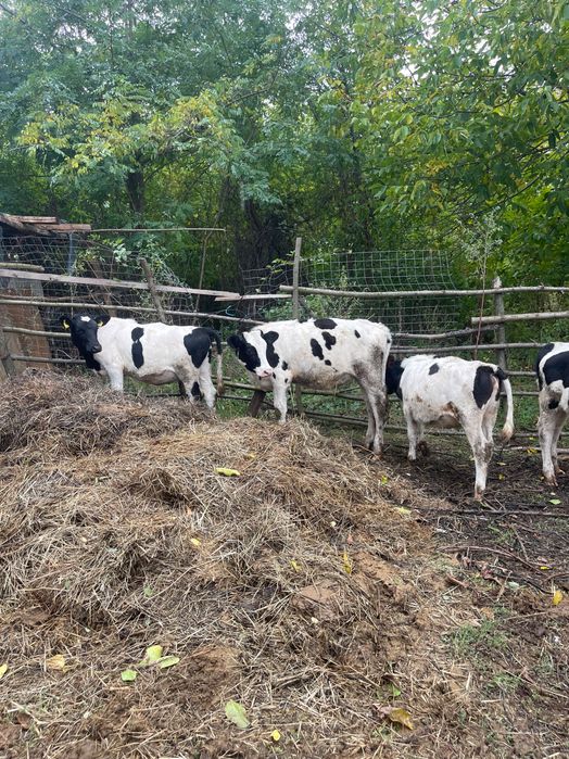 Aduc viței mari pe comandă