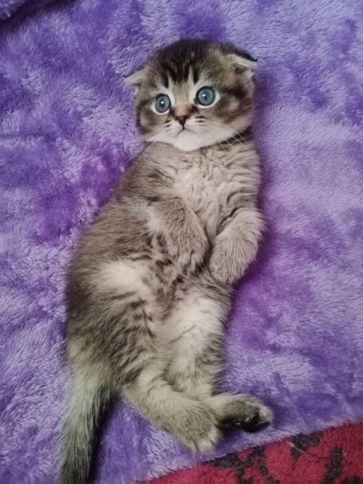 Шладкий мальчик тикированный Шиншила Скоттиш Фолд