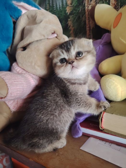 Скотиш фолд девочка текированная