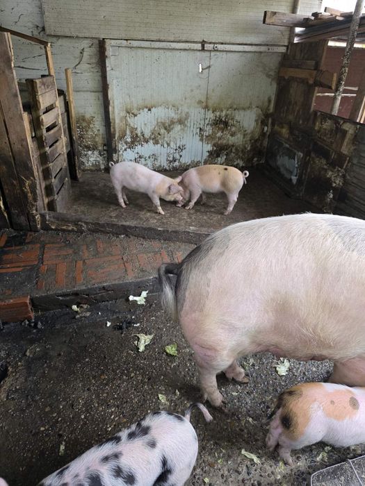 Малки прасета за продан