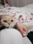 Pisică British Shorthair sterilizată