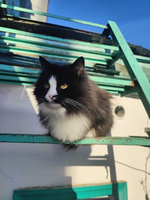 Отдам стерильную кошку в добрые руки