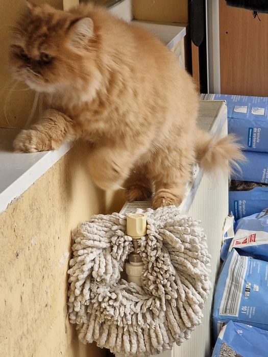 Persana motanel orange persana exotic !