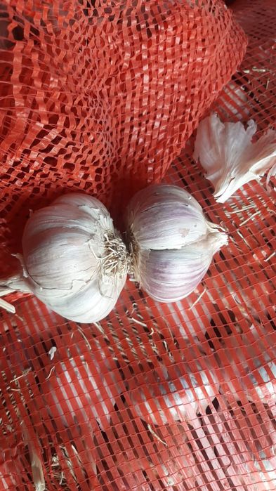 Продам Местный чеснок