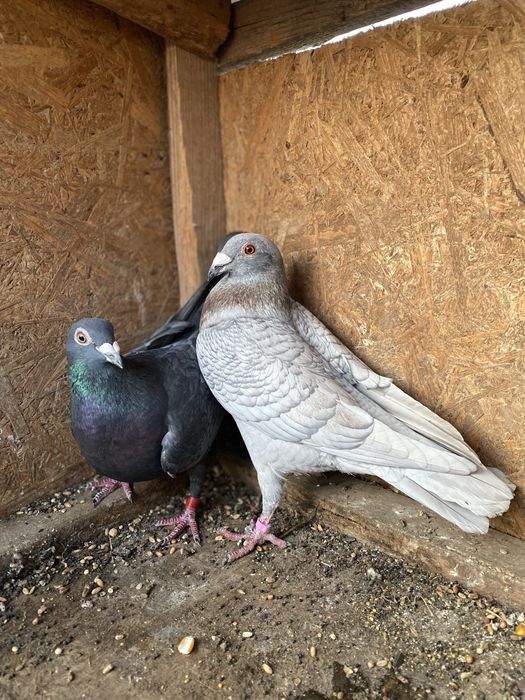voiajori colorati (gene rare)
