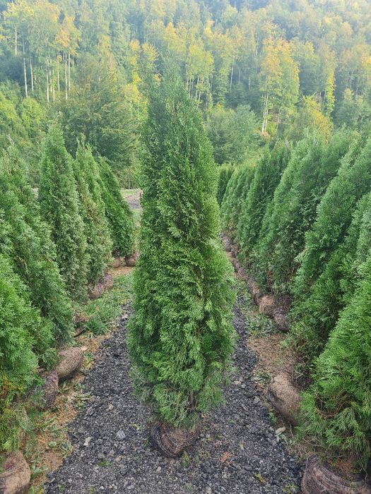Plante ornamentale