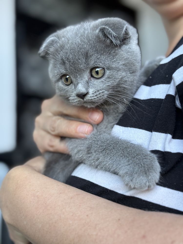 Pisica scottish fold straight