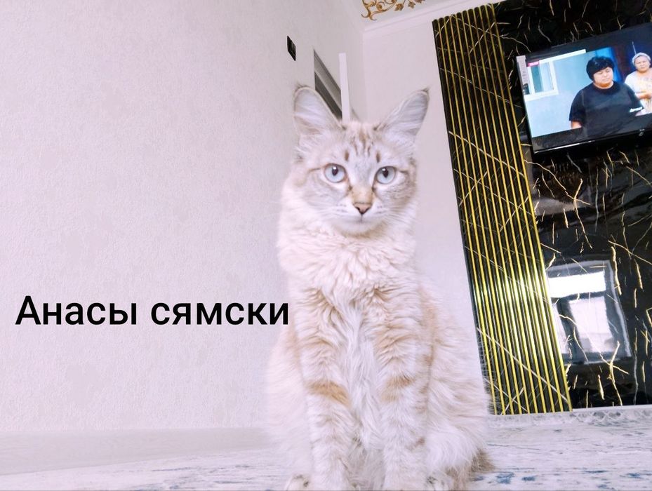 Породный пышыклар сатылады