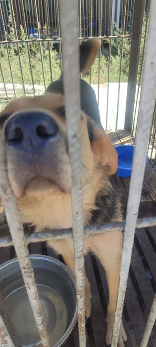 Ищем старых или новых более ответственых хозяев