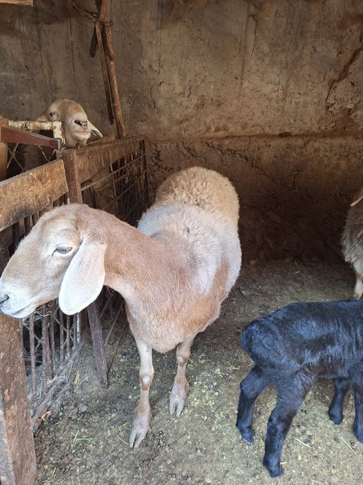 Quy sotıladı  arashan gibrid