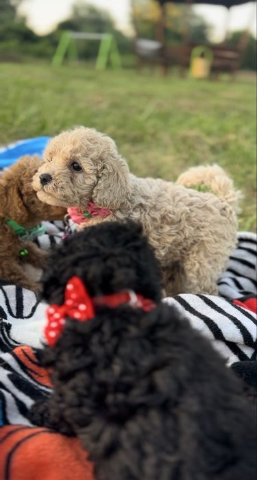 Пудел мини    Пудел мини