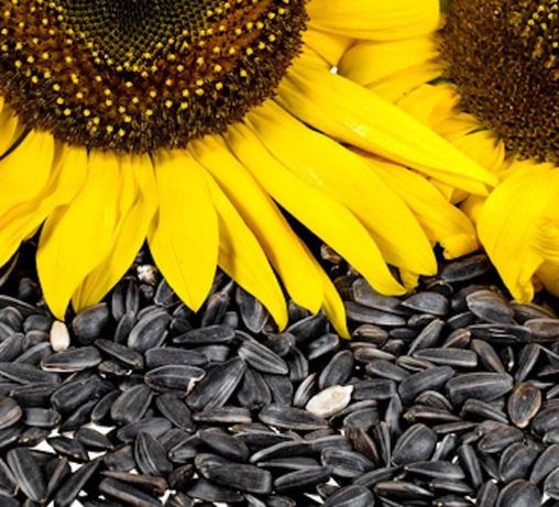 Semințe de floarea soarelui recolta 2022
