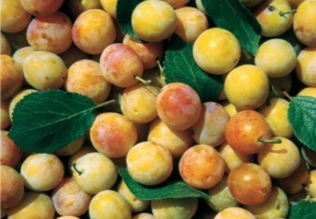 Prun Galben (Soiul De Nancy' Mirabelle)