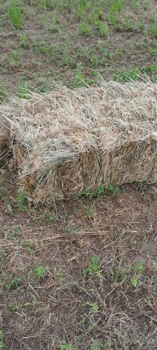 Baloti lucernă 2025,pret de la 15 lei