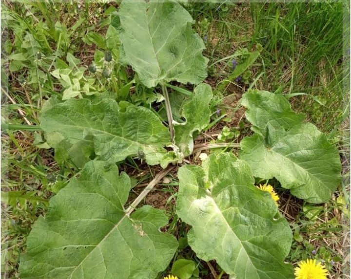 Продам Сок Лопуха