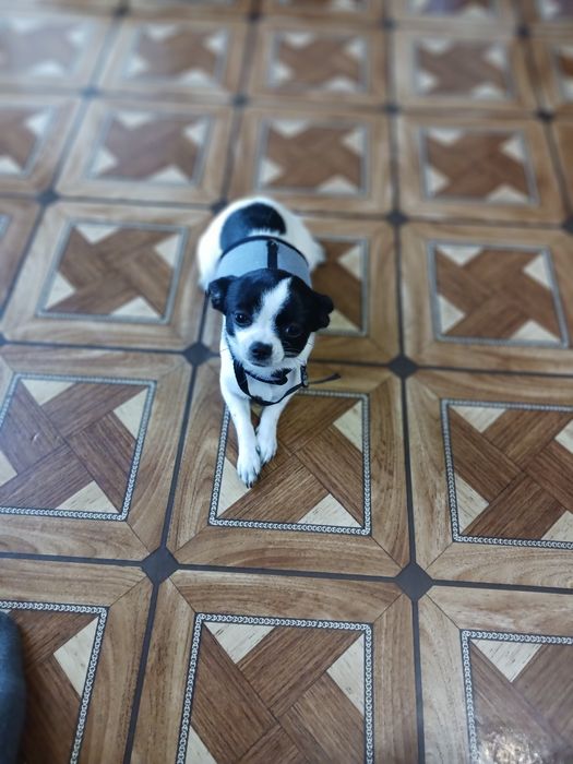 Чихуахла  на годинка в добро здравно състоияние игрива и весела