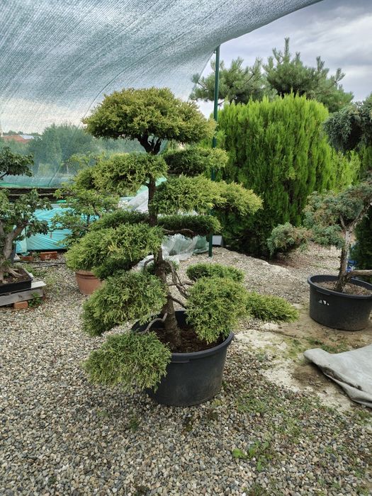 Bonsai de gradina Thuja Rheingold colecție personala