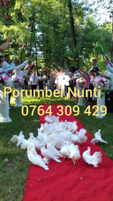 Porumbei pentru evenimente nunti