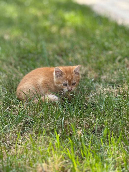 Шотландский страйт котенок продается