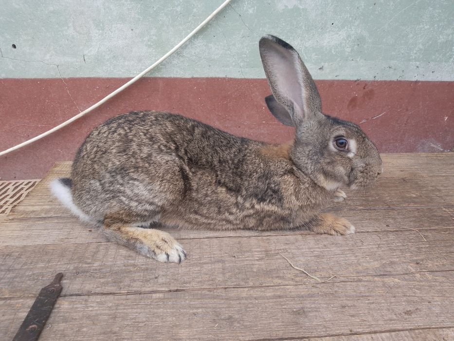 Vând iepuri prețuri foarte BUNE !!!