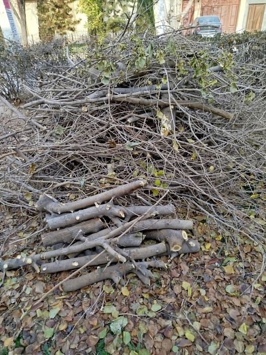 Ŏtinlar tekinga beriladi, tut daraxti