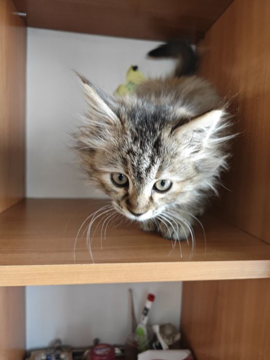 Продается очаровательный котенок породы Мейн-кун (Maine coon)