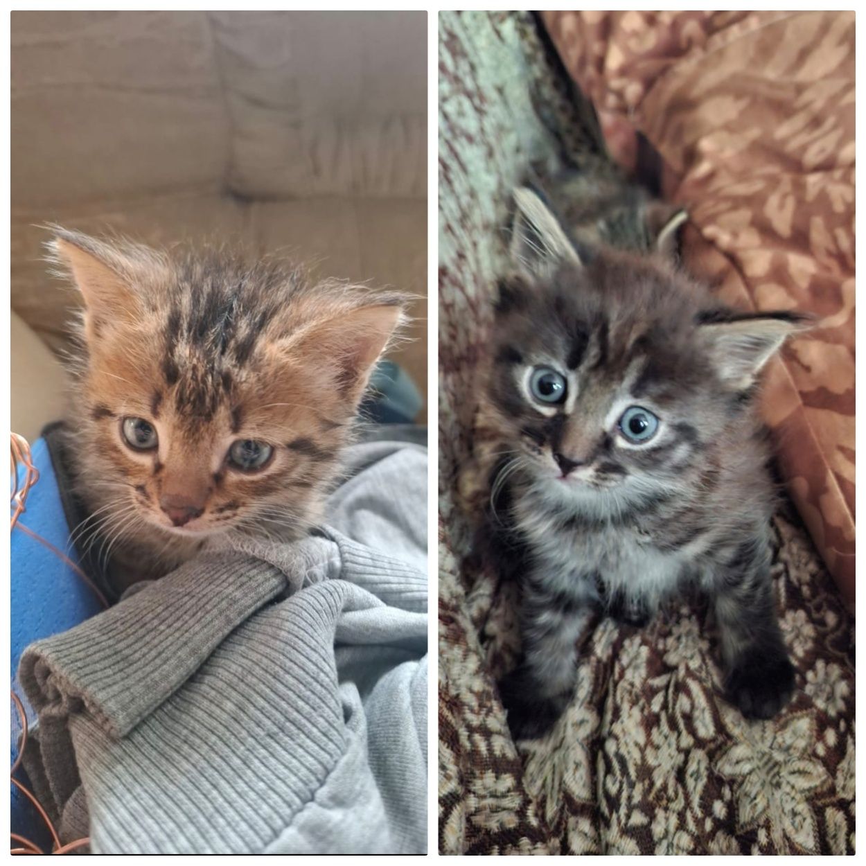 Отдам котят даром